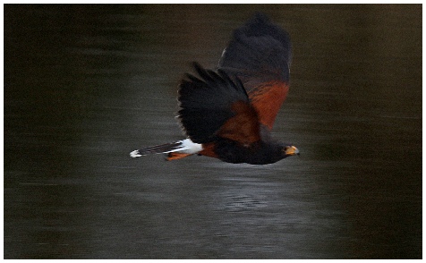 valken, valkenshow, valkenier, valkerij, vogelshow, roofvogelshow, roofvogelshows, topvogel, roofvogeldemonstratie, roofvogeldemonstraties, vogel, roofvogel, roofvogels, gier, arend ,uil, buizerd, havik, educatie, presentatie, verjaardag, feest, bruiloft, receptie, school, klas, kinderen, kind, recreatie, vliegen, natuur